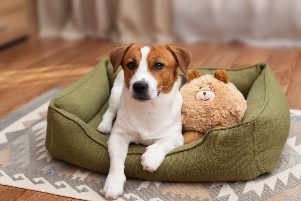 Adorable Jack Russell Terrier lying in a green dog bed with a plush teddy bear toy and looking at the camera at home. Pet playtime or pet toy concept