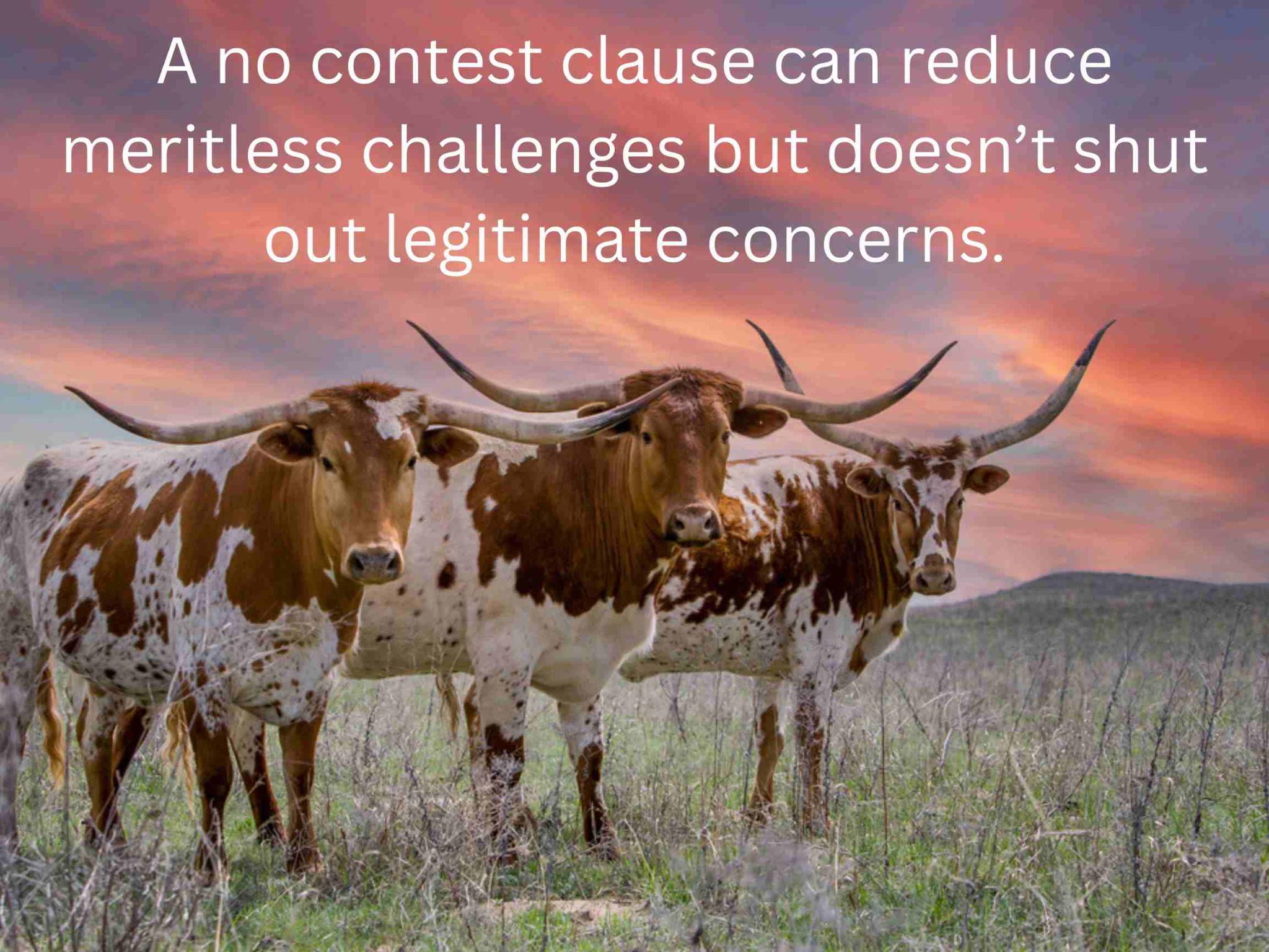 Three longhorn cattle stand in a grassy field at sunset beneath a cloudy sky. A text overlay discusses how a no contest clause can protect your estate, emphasizing its importance in drafting a will in Texas.