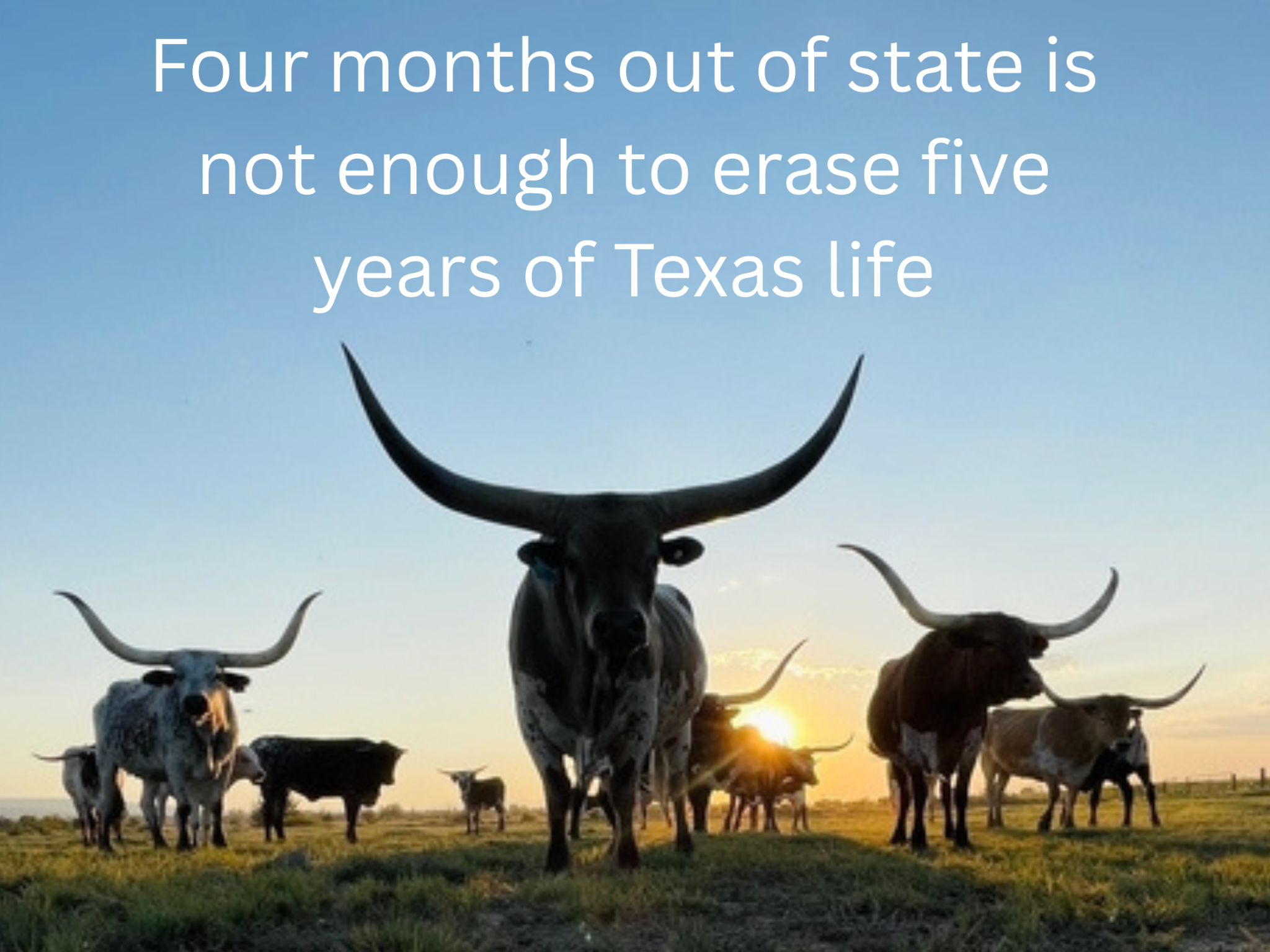 A group of longhorn cattle stand in a field at sunset with the text, "Four months out of state is not enough to erase five years of Texas life. 